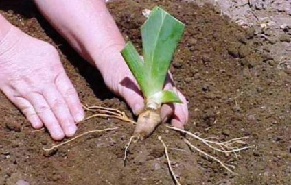 Őszi őszi ültetés a tavaszi virágzáshoz