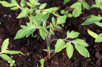 Plantarea tomatelor în luna februarie, însămânțarea pe calendarul lunar, când și cum să planificăm