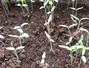 Засаждане на домати в засаждане февруари доматен разсад, лунен календар 2017, снимки и видео