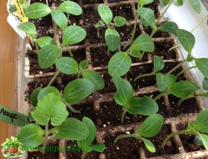 Plantarea unei tomate în luna februarie