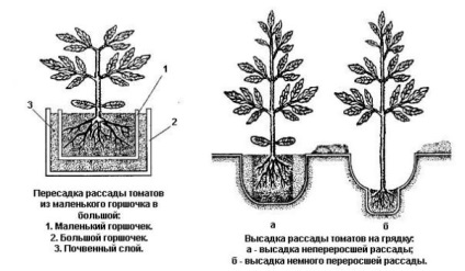 Plantarea unei tomate în luna februarie, să crească o grădină!