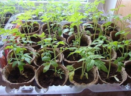 Plantarea unei tomate în luna februarie, să crească o grădină!