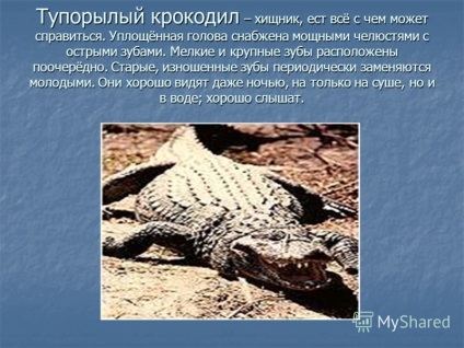 Prezentare pe tema crocodililor - cele mai bine organizate animale (detașarea crocodililor, clasa