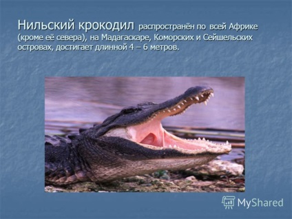 Prezentare pe tema crocodililor - cele mai bine organizate animale (detașarea crocodililor, clasa