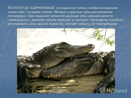 Prezentare pe tema crocodililor - cele mai bine organizate animale (detașarea crocodililor, clasa