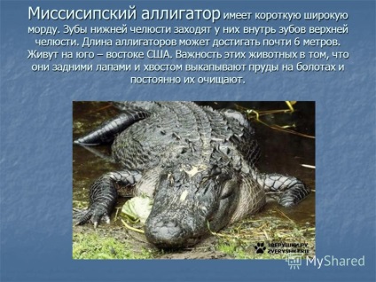 Prezentare pe tema crocodililor - cele mai bine organizate animale (detașarea crocodililor, clasa