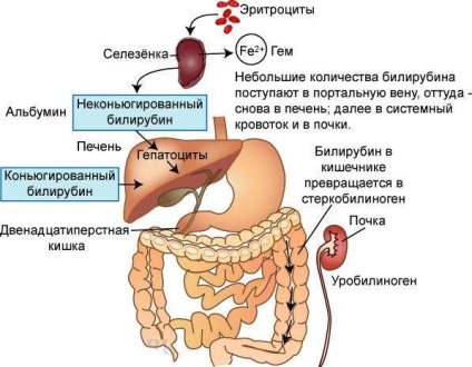 Cauzele creșterii bilirubinei în sânge - sursa de bilirubină, tipuri și fiziologice