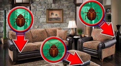 Cauzele apariției păianjenilor în casă