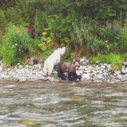 Imagini amuzante și amuzante de pisici și câini de animale! Numai cea mai bună fotografie! Pagina 10