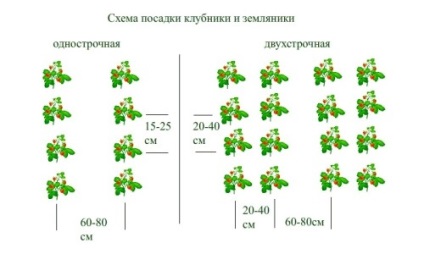 Capsuni de reproducție în sera de îngrijire amendă