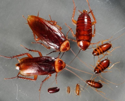 Roșu de gândaci (gândac) moduri de a ucide o insectă
