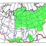 Rhodiola proprietăți și contraindicații medicinale roz