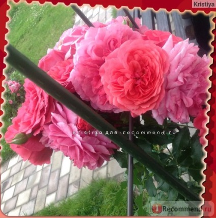 Trandafirul rosarium yetersen cu flori mari (rosarium uetersen)