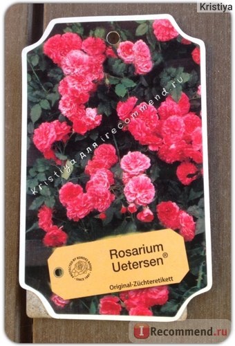 Trandafirul rosarium yetersen cu flori mari (rosarium uetersen)