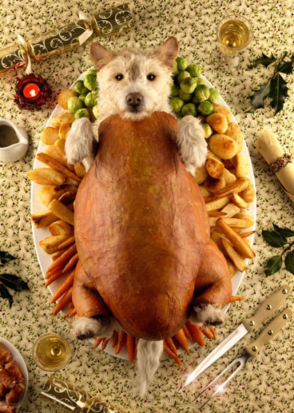 A karácsonyi hagyomány egy kedvenc kutya - ez fordul - más állatokban