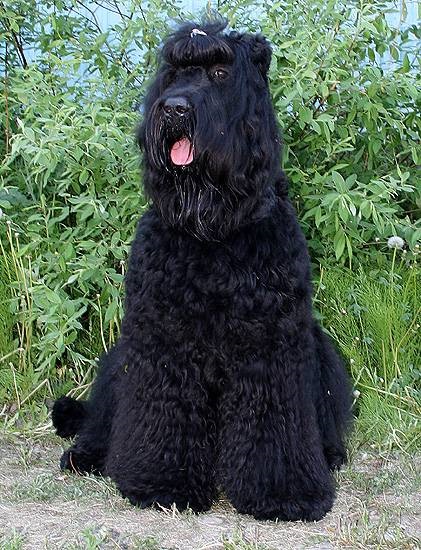 Terrier negru rusesc detalii interesante foto terrier, reproducere de