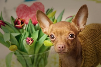 Terrier de jucărie rusă, enciclopedie de câini