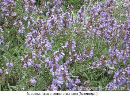 Salvia officinalis sau medicină salvie