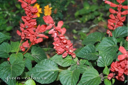 Salvia - a zsálya ültetése, gondozása, hasznai és ártalmai