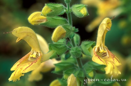 Salvia - plantarea, îngrijirea, beneficiile și răul de salvie