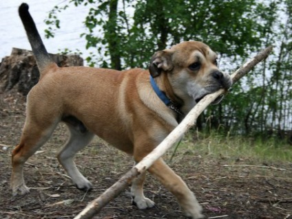 Cel mai mare ka de bo este dimensiunea câinelui record - fauna sălbatică