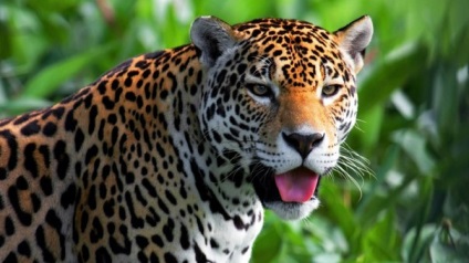 Cele mai interesante fapte despre jaguari, cele mai interesante din lume