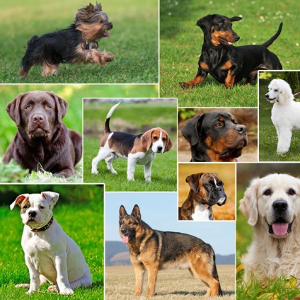Cele mai populare rase de câini