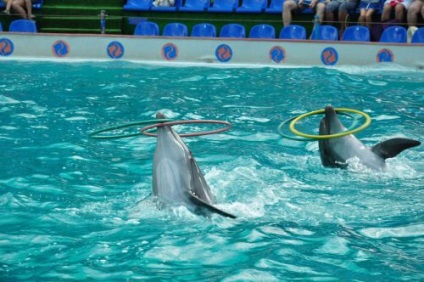 A legnagyobb delfinarium Moszkvában, ahol található