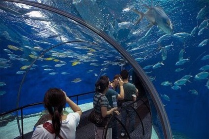 Cel mai mare oceanarium din Rusia, fapte interesante