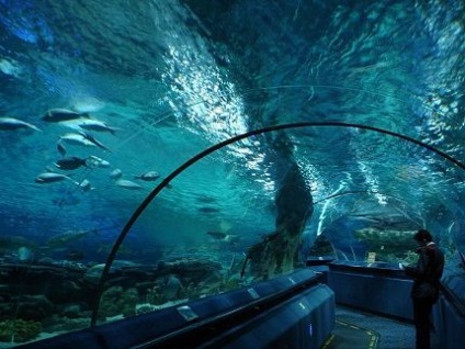 Cel mai mare oceanarium din Rusia, fapte interesante