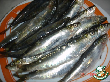 Sardine cum să prind (sardine)