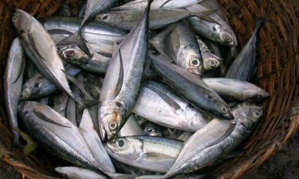 Sardine cum să prind (sardine)