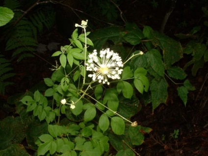 Sarsaparilla (smilaks nezabudkotvetkovy, sassaparel) orvosi tulajdonságok, alkalmazás homeopátiában,