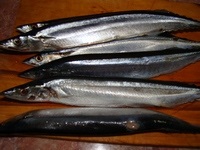 Saury fiert marunt