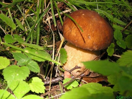 Szibériai erdőkből készült étkezési gombák