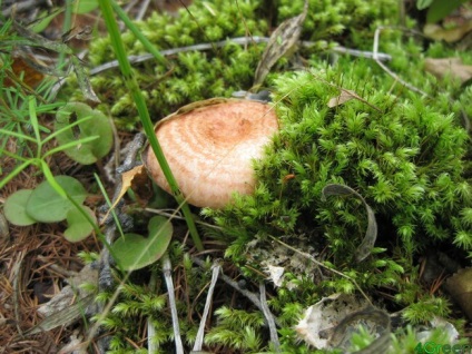 Igiene comestibile din pădurile din Siberia