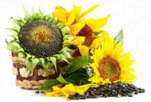 Semințe de floarea soarelui din rețetă de presiune, recenzii, videoclipuri