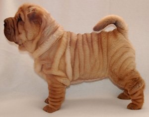 Shar pei