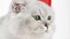 Imagine Chartreux, cartografe pisici, rase de pisici fotografie chartreuse, istorie de calugari rasa de lut lichior