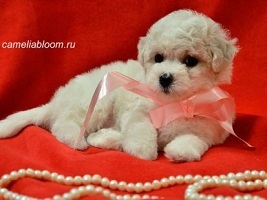 Pui de rasa de elita bichon frize moscow breeder вохмина светлана