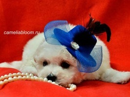 Pui de rasa de elita bichon frize moscow breeder вохмина светлана