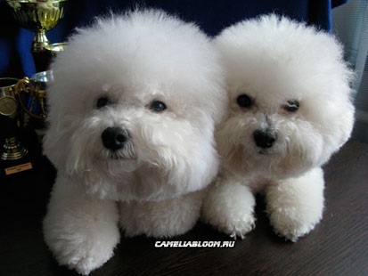 Pui de rasa de elita bichon frize moscow breeder вохмина светлана