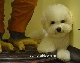 Pui de rasa de elita bichon frize moscow breeder вохмина светлана