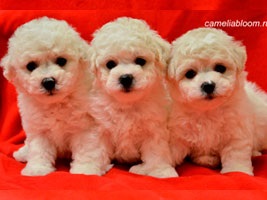 Pui de rasa de elita bichon frize moscow breeder вохмина светлана