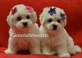 Pui de rasa de elita bichon frize moscow breeder вохмина светлана