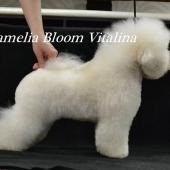 Pui de rasa de elita bichon frize moscow breeder вохмина светлана