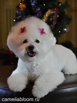 Pui de rasa de elita bichon frize moscow breeder вохмина светлана