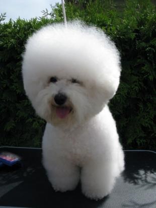 Pui de rasa de elita bichon frize moscow breeder вохмина светлана