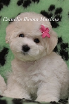 Pui de rasa de elita bichon frize moscow breeder вохмина светлана