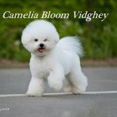 Pui de rasa de elita bichon frize moscow breeder вохмина светлана